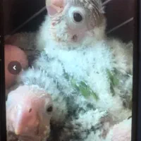 جوجه سرلاکی گرینچیک|پرنده|یزد, |دیوار