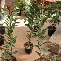 تاحالا از گلخانه افرا خرید داشتین|گل و گیاه طبیعی|قم, چهل درخت|دیوار