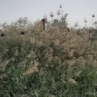 فروش قوچ ترکمنی کاربلد ۳ساله|حیوانات مزرعه|بهشهر, |دیوار