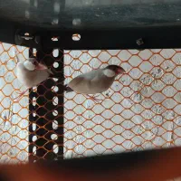 دو عدد فنچ نرگسی شکلاتی نر