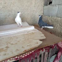 دمگیر دوبحر|پرنده|اصفهان, ارداجی|دیوار