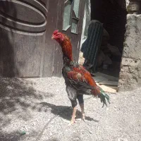 اسباب بازی لاری