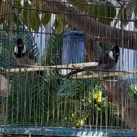 عروس هلندی مولد.|پرنده|چهارباغ, |دیوار