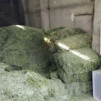 بذر یونجه