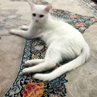 گربه|گربه|مشهد, حضرت حجت|دیوار