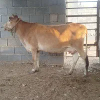 گاو آبستن ۷ماه