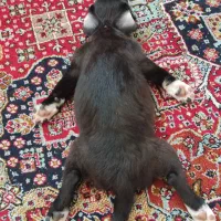 واگذاری سگ پاکوتاه|سگ|خفر, |دیوار