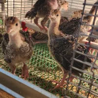 جوجه بوقلمون ۲۰ روزه برنز و بوربون|حیوانات مزرعه|بابل, |دیوار