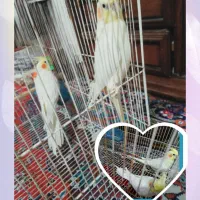 جفت عروس هلندی کارداده پنج تخم