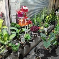 گل گیاه کامپکت انتریومب  گلدان|گل و گیاه طبیعی|قدس, شهر‌قدس|دیوار