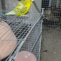 مرغ عشق پروانه ای مولد