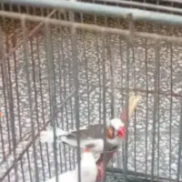 دو جفت فنج