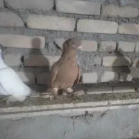 کبوتر|پرنده|تبریز, |دیوار