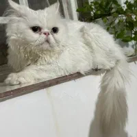 گربه پرشین سوپرفلت اصل