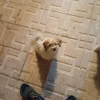 پاکوتاه شیتزو تریر
