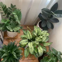 گلدان گیاه آپارتمانی