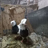 کبوتر طوقی سیاه|پرنده|قم, نیروگاه|دیوار