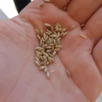 گوش دنی. تخم کتان