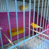 قناری نروماده|پرنده|پاکدشت, پاکدشت (مامازند)|دیوار