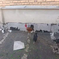 خروس لری گردن لخت