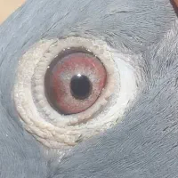 پرنده پلاکی استعلام