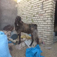 دوبزغاله‌نردوساله‌تخم‌دوقل|حیوانات مزرعه|آران و بیدگل, |دیوار