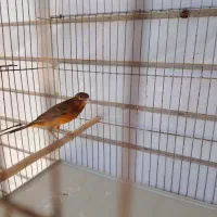 قناری سرخ|پرنده|شیراز, گلشن|دیوار