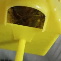 پرنده فنچ|پرنده|بومهن, |دیوار