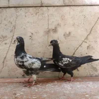کفتر زاق