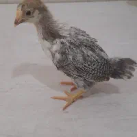 کیف و کفش جوجه
