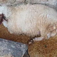 قوچ