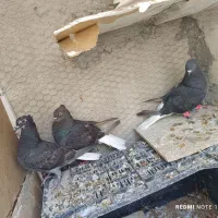 کبوتر فروشی