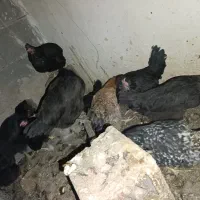 مرغ و خروس محلی