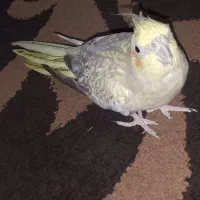 معاوضه عروس هلندی گل باقالی با برزیلی