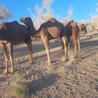 فروش شتر هاشی|حیوانات مزرعه|جلگه ماژان, |دیوار