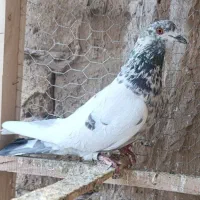 کبوتر پرشی|پرنده|قم, هنرستان|دیوار