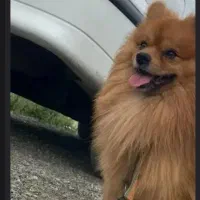 سگ  پامرین|سگ|تهران, زعفرانیه|دیوار