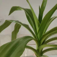 گل اشک ملکه