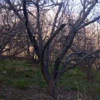 خریدار انواع چوب تر و خشک با بهترین قیمت بصورت نقد