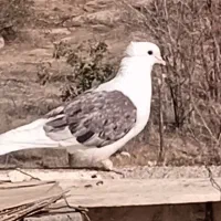 پشت نر جوان دم مشکی فری نر