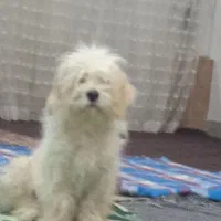 پاپی اسم سالی