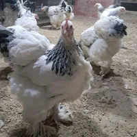 تخم نطفه دار..|حیوانات مزرعه|سبزوار, ایزی شهر|دیوار