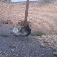 بوقلمون|حیوانات مزرعه|زاوه, |دیوار