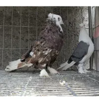 هما شکلاتی گردن کلفت