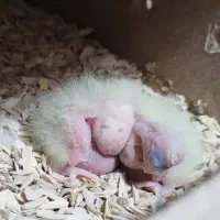 عروس هلندی مولد با جوجه|پرنده|فولادشهر, A2|دیوار