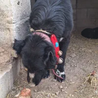 گمشده قدرجونی سگ واگذاری