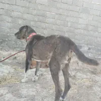 سگ افغانی معاوضه با توله