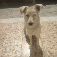 سگ خانگی