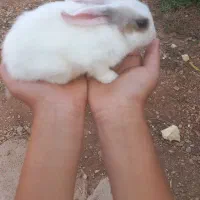 خرگوش