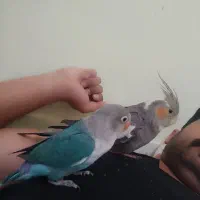 کوتوله 3ماه و نیمه نر